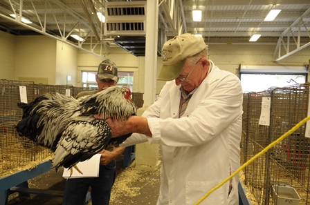 Poultry judging