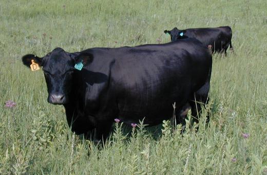 Beef>Black cow on range.jpg