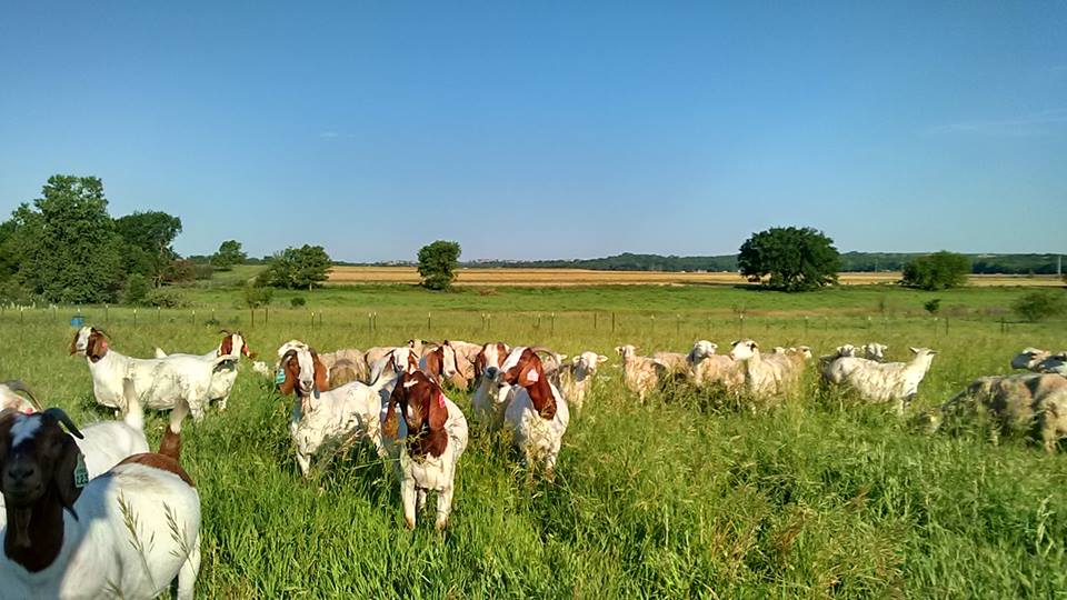 Sheep and Goat Grazing
