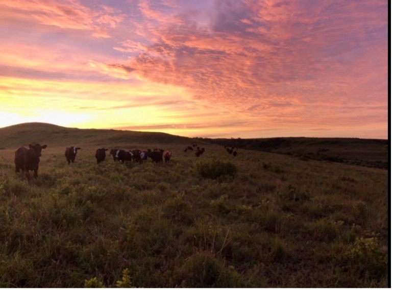 cow-calf unit