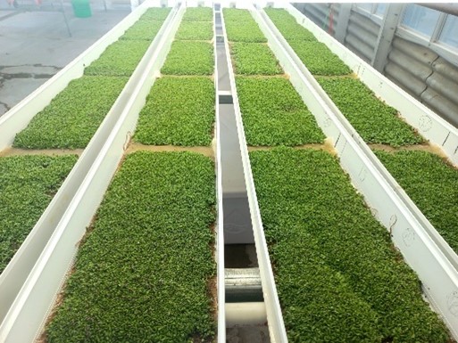 Microgreens