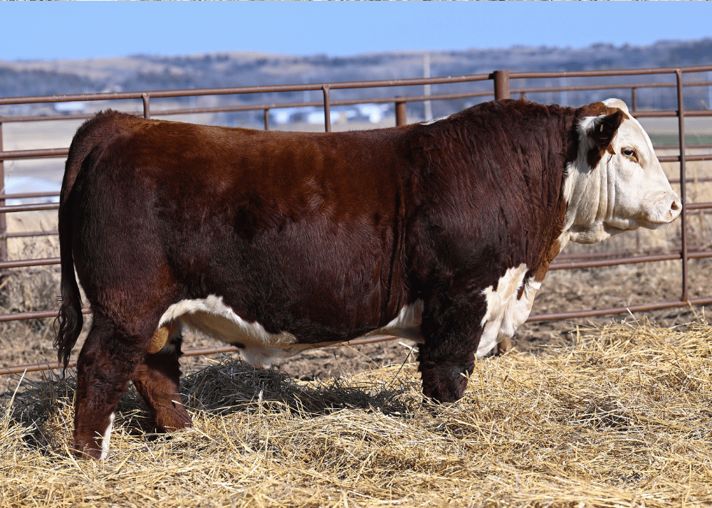 KSU On Demand 489 ET