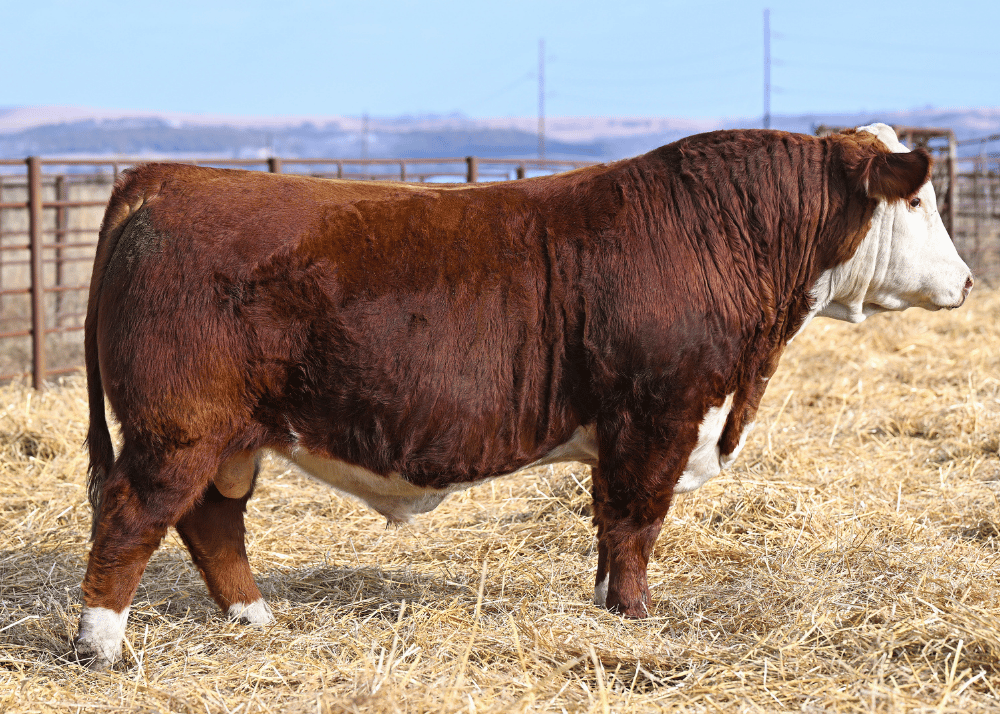 KSU On Demand 490 ET