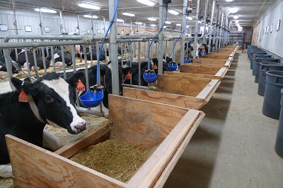Dairy Nutrition Research