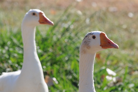 Geese