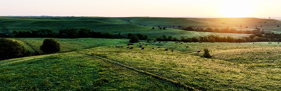 Rannells Ranch as the sun rises over the Flint Hills with cattle grazing