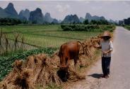 China pics>China_Rice_field_with_farmer.jpg