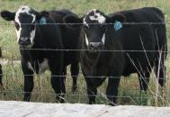 Cow/Calf>unit 1