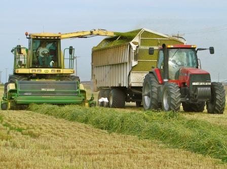 Cutting Silage