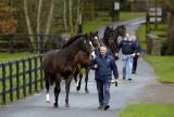 Equine>Coolmore-Stud-Ireland.jpg