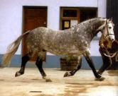 Equine>horse at kildalton.jpg