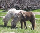 Equine>icelandics.jpg