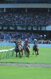 Equine>newmarket course.jpg