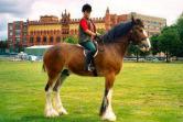Equine>Pollok County Park Clydesdale.jpg