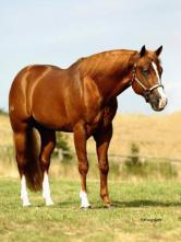 Equine>Sovereign Quarter Horses 1.jpg