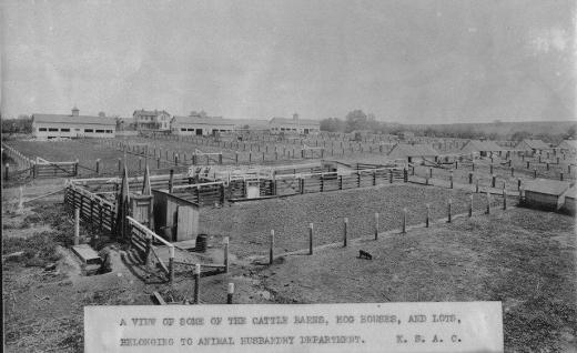 Early livestock lots