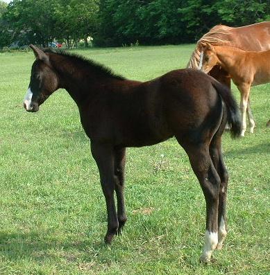 Horse (3)>baby lil2