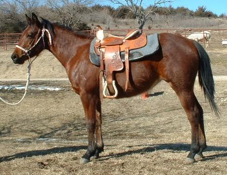 Equine>buena saddle.jpg