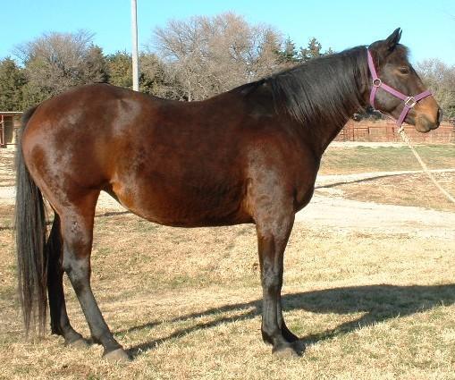 Horse (3)>New Buena right