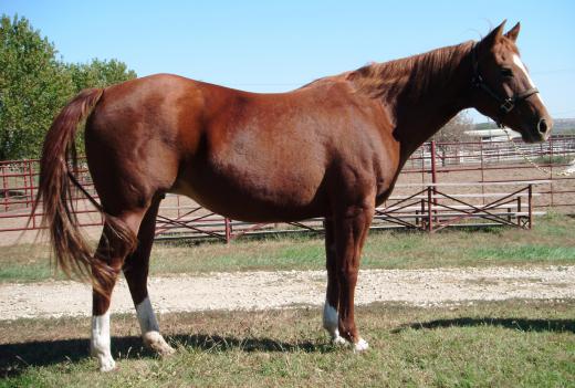 Mares>Sannys CD Rt.JPG