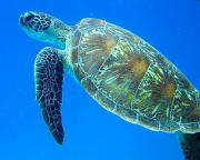 NZ AU Photos>australia-great-barrier-reef.jpg
