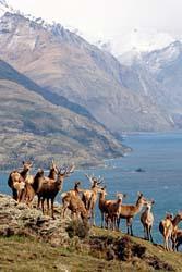 NZ AU Photos>deer.jpg
