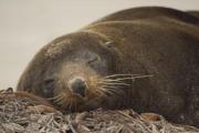 NZ AU Photos>hooker-sea-lion_3497.jpg