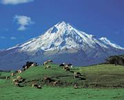 NZ AU Photos>new zealand dairy.jpg