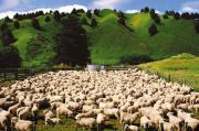 NZ AU Photos>New_Zealand_sheep.jpg