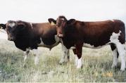 NZ AU Photos>NZ Cattle.jpg