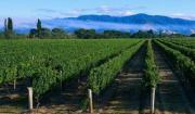 NZ AU Photos>nz_vineyard.jpg