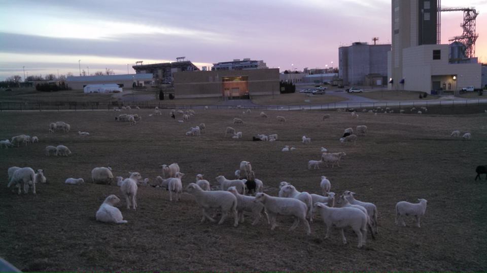 Pasture Pix