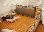 Swine>nursery pigs