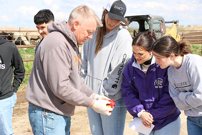 Feedlot Action